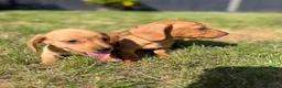 Miniature Dachshund dogs for sale: READY TO LEAVE🏆💙💖 KC REG 5 STAR BREEDER💙💖🏆 - Advert 25