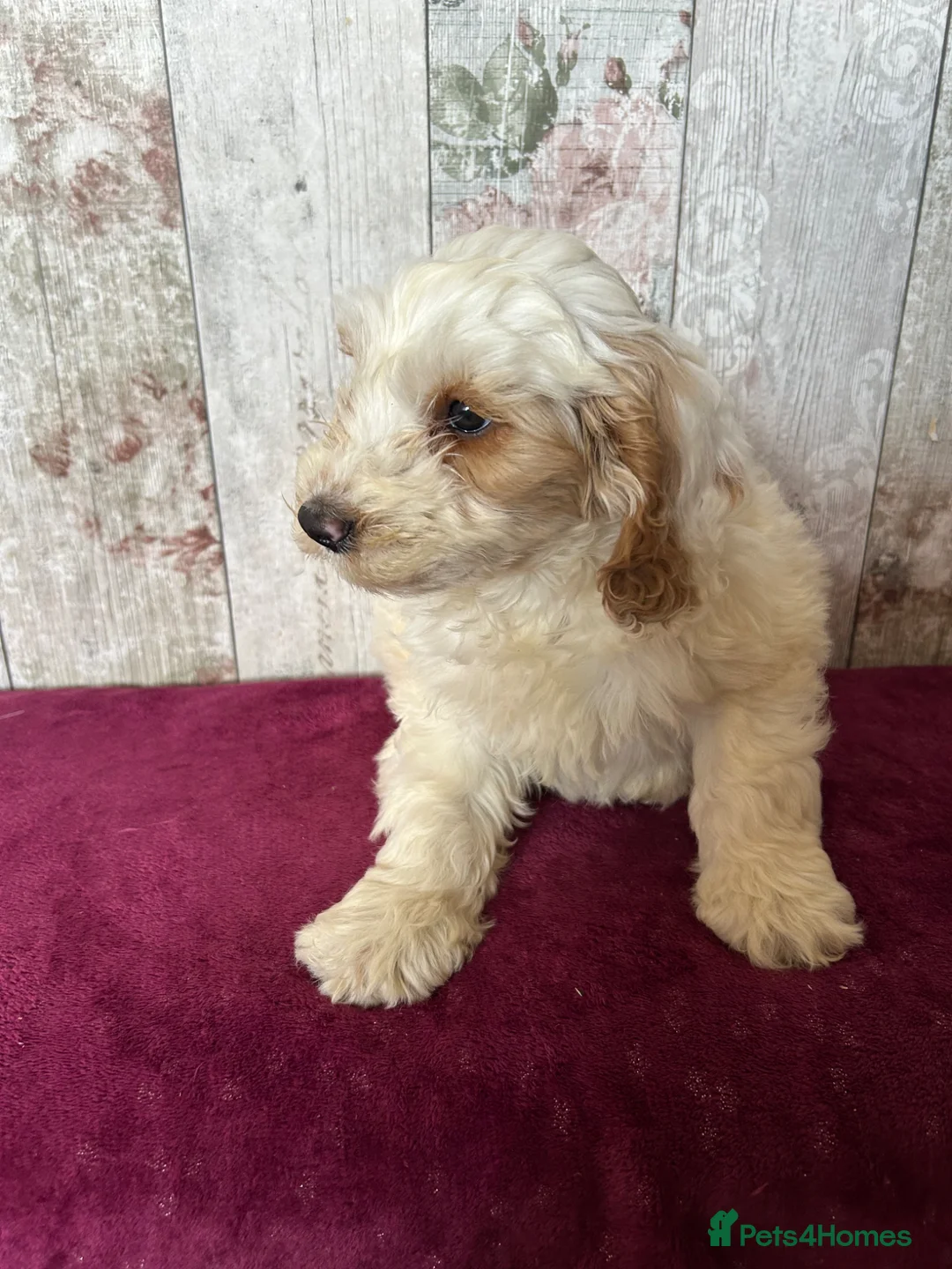 Cockapoo dogs for sale: Adorable well socialised F1 Cockapoo pups - Advert 15