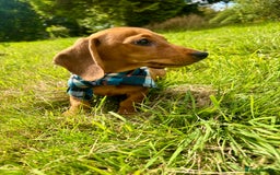 Miniature Dachshund dogs for sale: BEAUTIFUL KC REG & PRA CLEAR MINIS - 0% inbreeding - Image 9