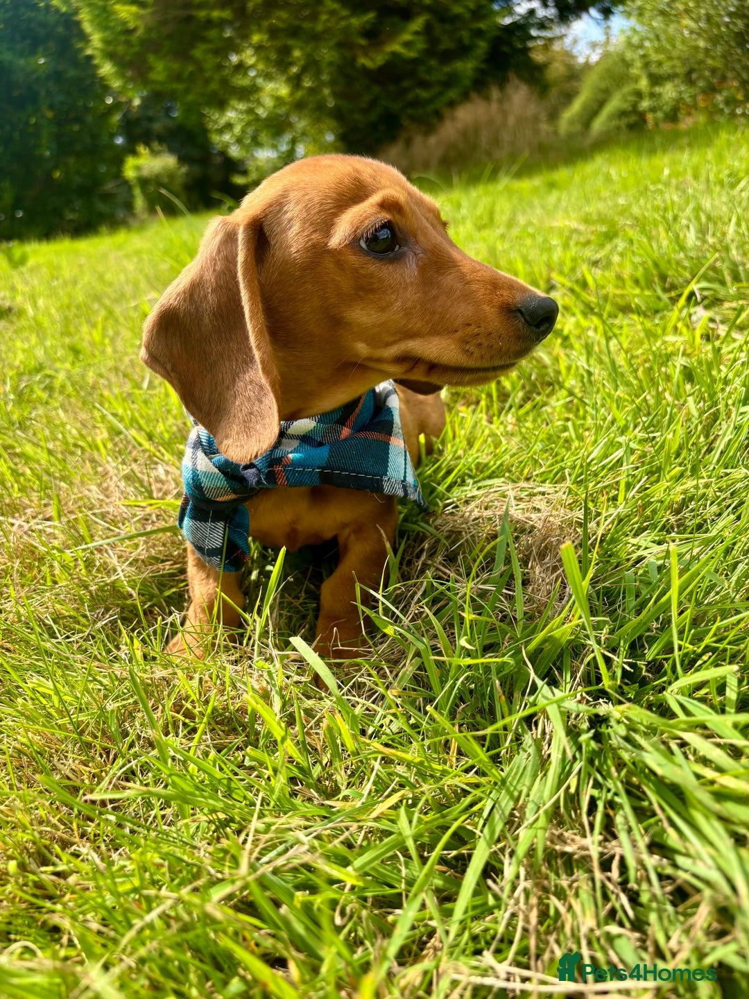 Miniature Dachshund dogs for sale: BEAUTIFUL KC REG & PRA CLEAR MINIS - 0% inbreeding - Image 9