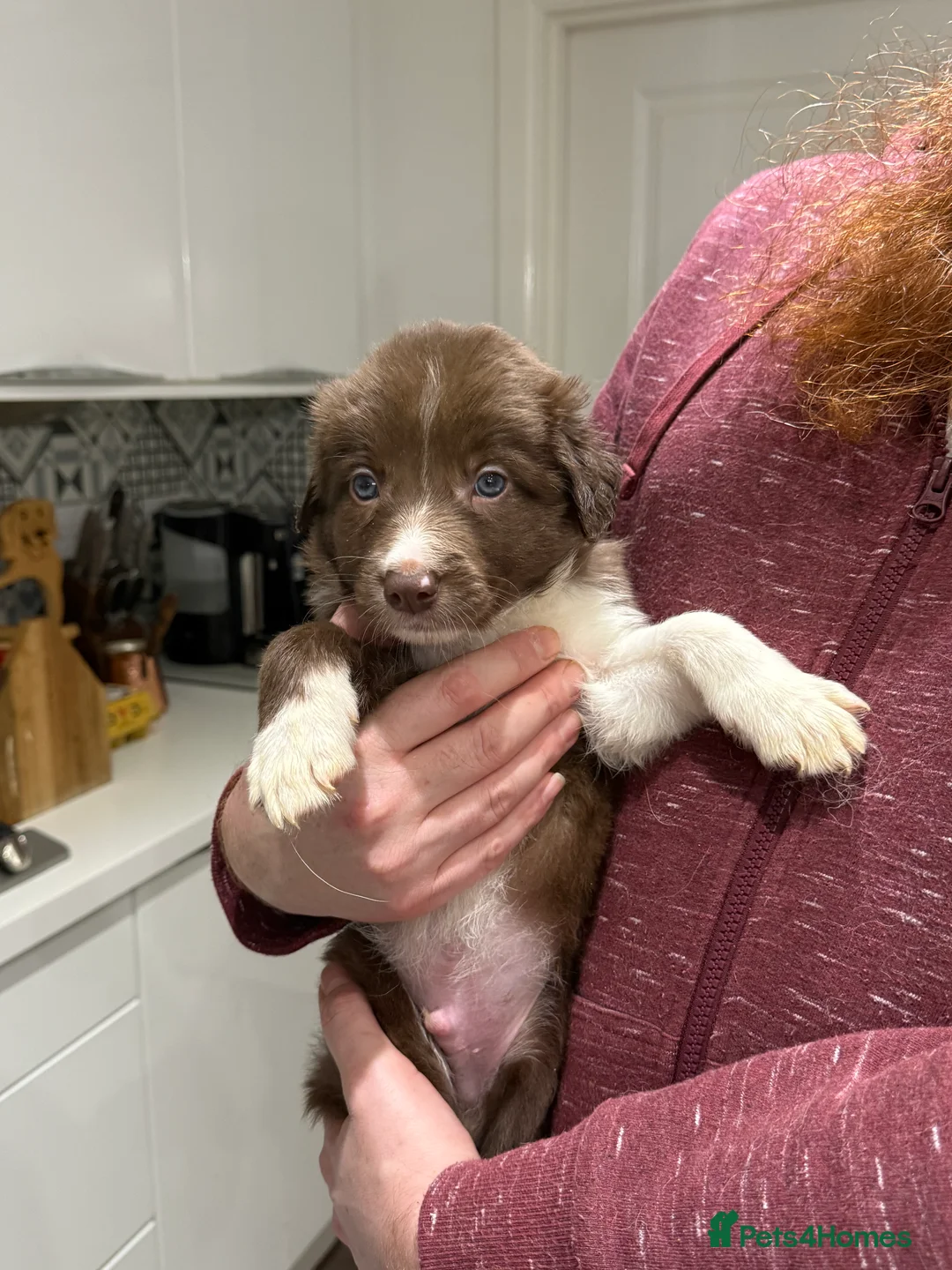 Border Collie dogs for sale: Border Collie red  - Advert 6