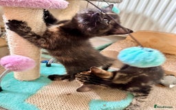 Mixed Breed cats for sale: Amiable bengal mix tabby kittens - Image 20