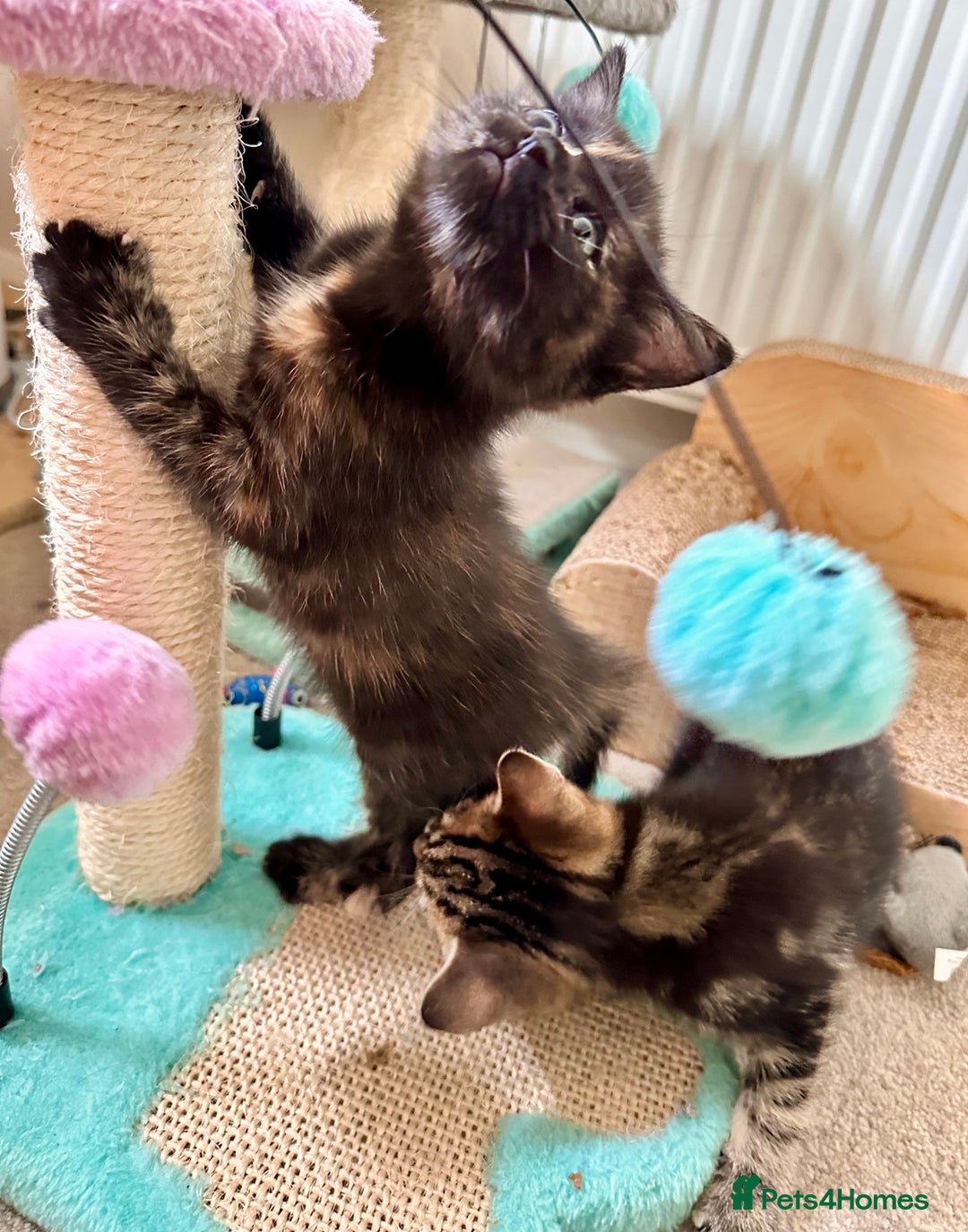 Mixed Breed cats for sale: Amiable bengal mix tabby kittens - Image 20