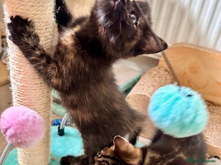 Mixed Breed cats - Advert 13