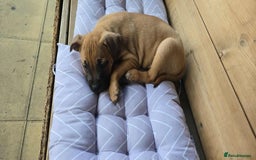Mixed Breed dogs for sale: Gorgeous Staff X Belgian Malinois  - Image 2