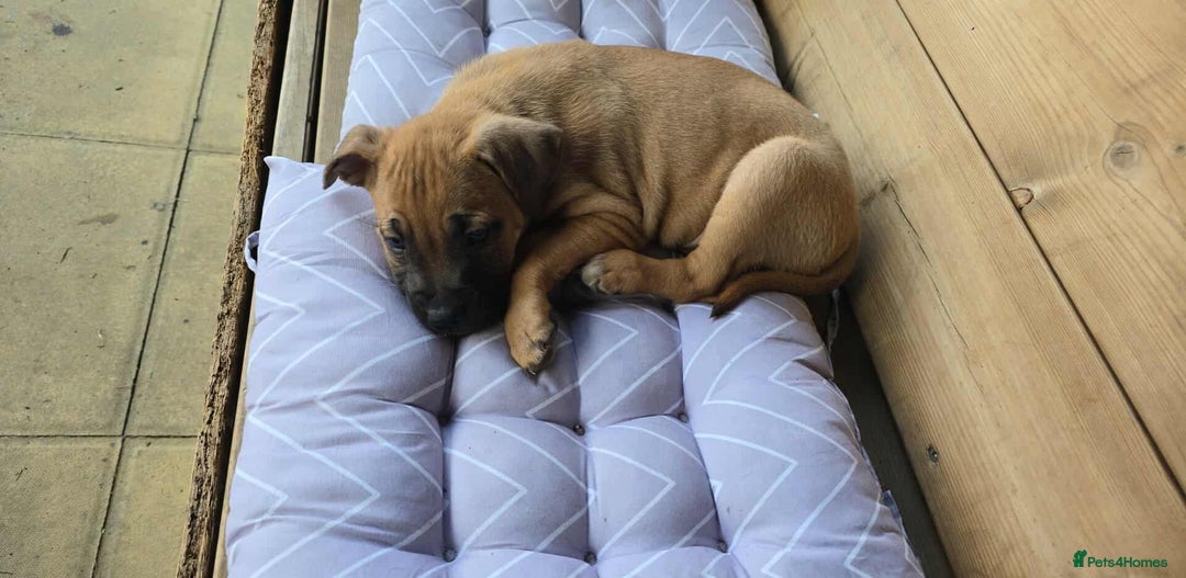 Mixed Breed dogs for sale: Gorgeous Staff X Belgian Malinois  - Image 2