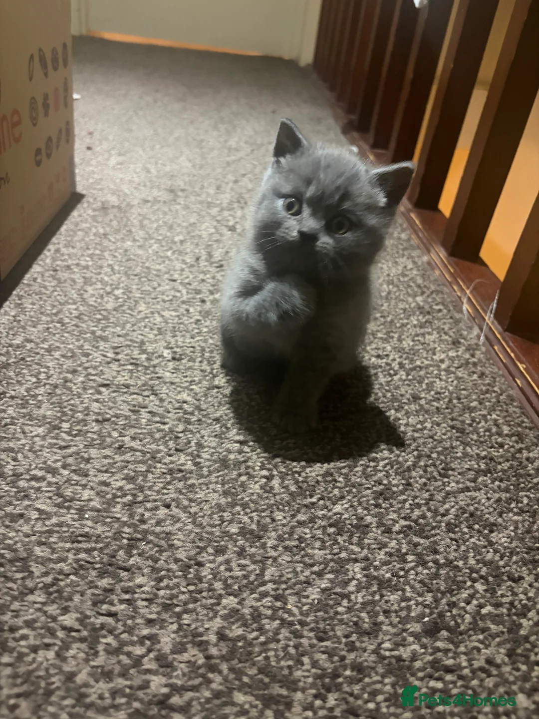 British Shorthair cats for sale: Cute and cuddly British Shorthaired kittens  - Advert 16
