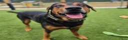 Huntaway dogs for adoption: LENNY- Older Huntaway - Advert 3