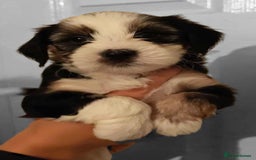 Tibetan Terrier dogs for sale: KC Tibetan Terrier Puppies For Sale😀 - Advert 1