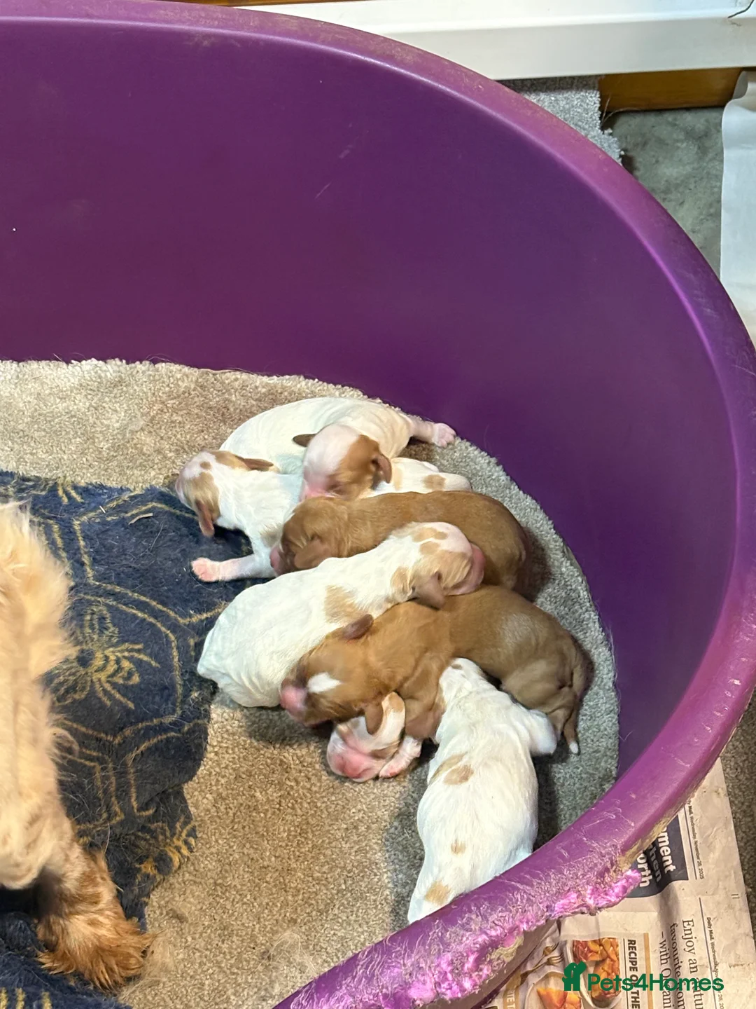 Cocker Spaniel dogs for stud: Red KC REG working cocker spaniel for stud - Advert 3