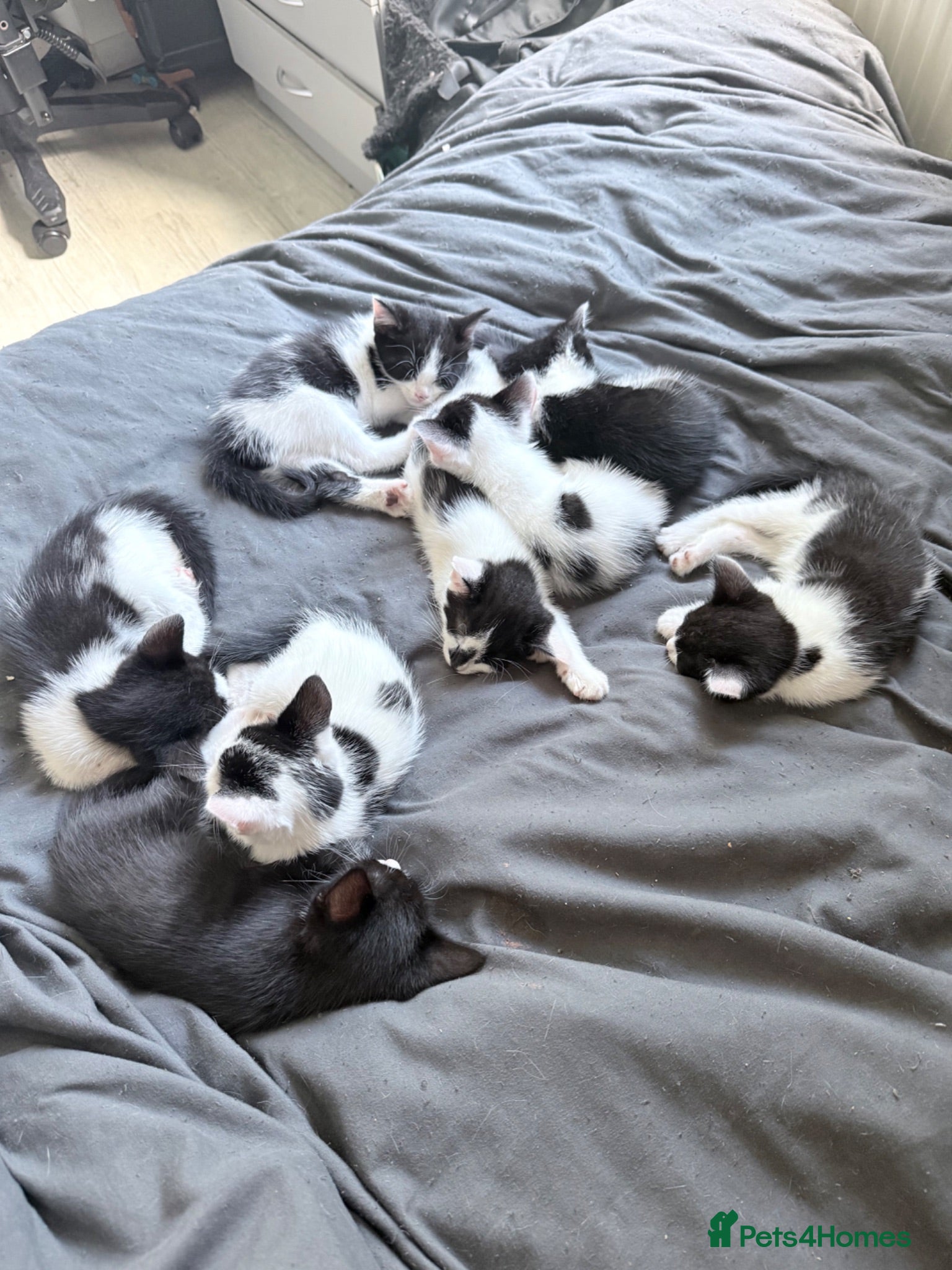 Domestic Shorthair cats Kittens for sale - Advert 1