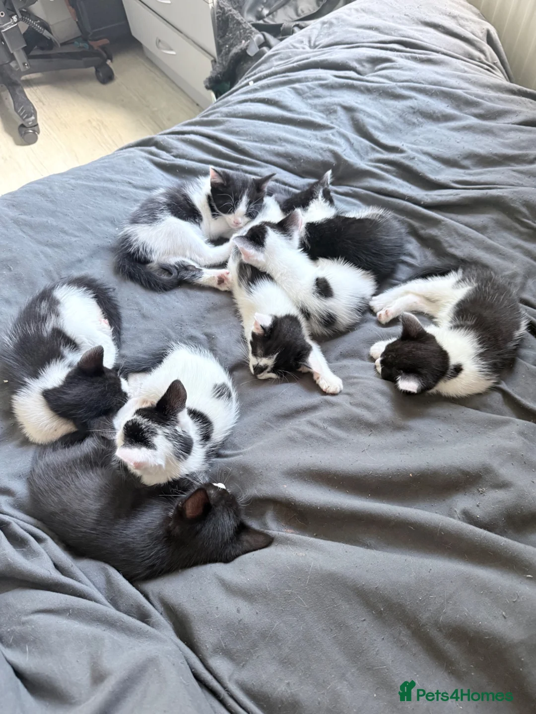 Domestic Shorthair cats for sale: Kittens for sale in Chichester - Advert 1