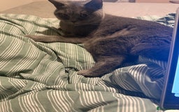 British Shorthair cats for sale: Affectionate British shorthair  - Image 3