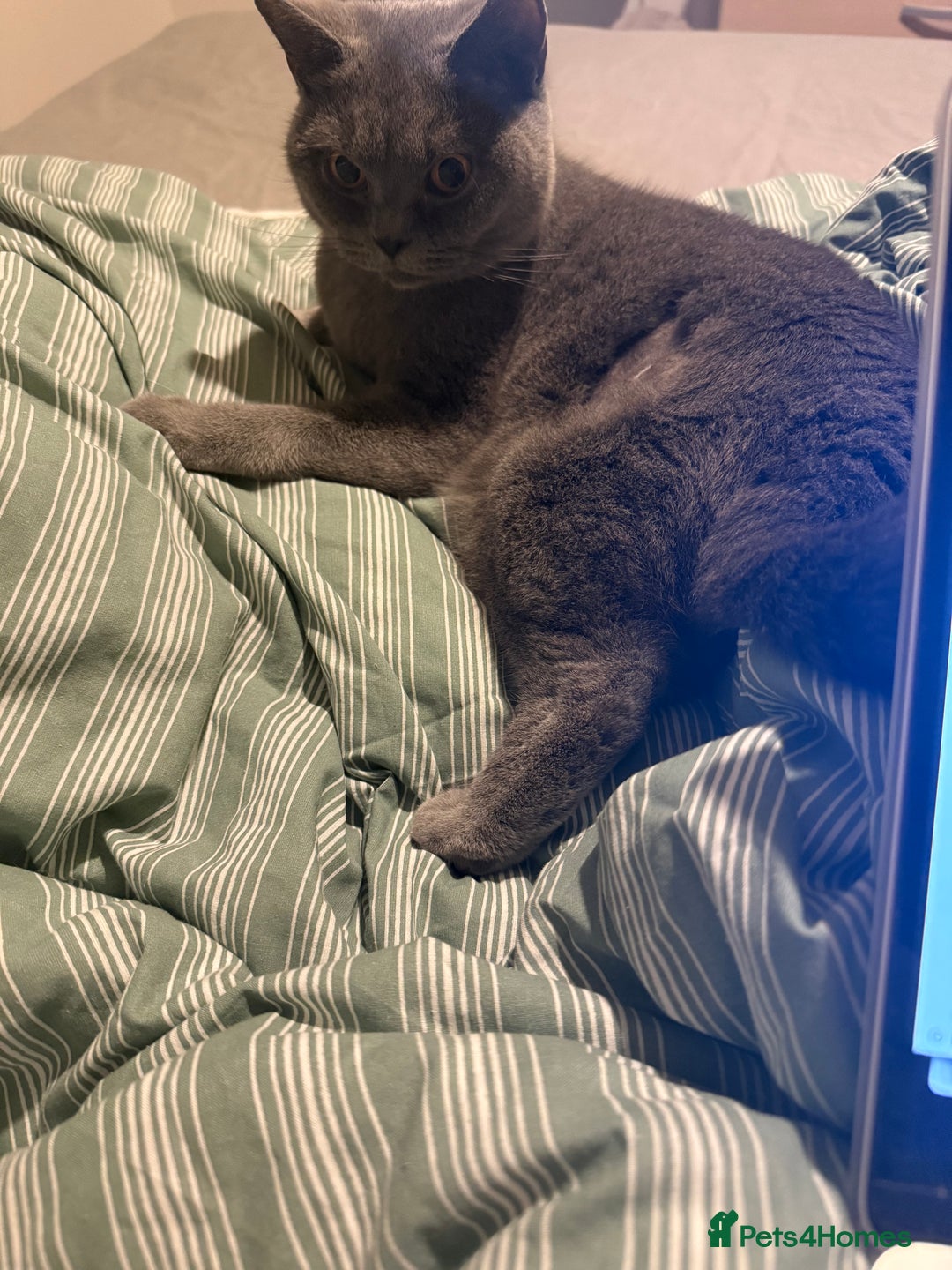 British Shorthair cats for sale: Affectionate British shorthair  - Image 3