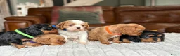 Cavalier King Charles Spaniel dogs for stud: Cavalier stud  - Advert 8