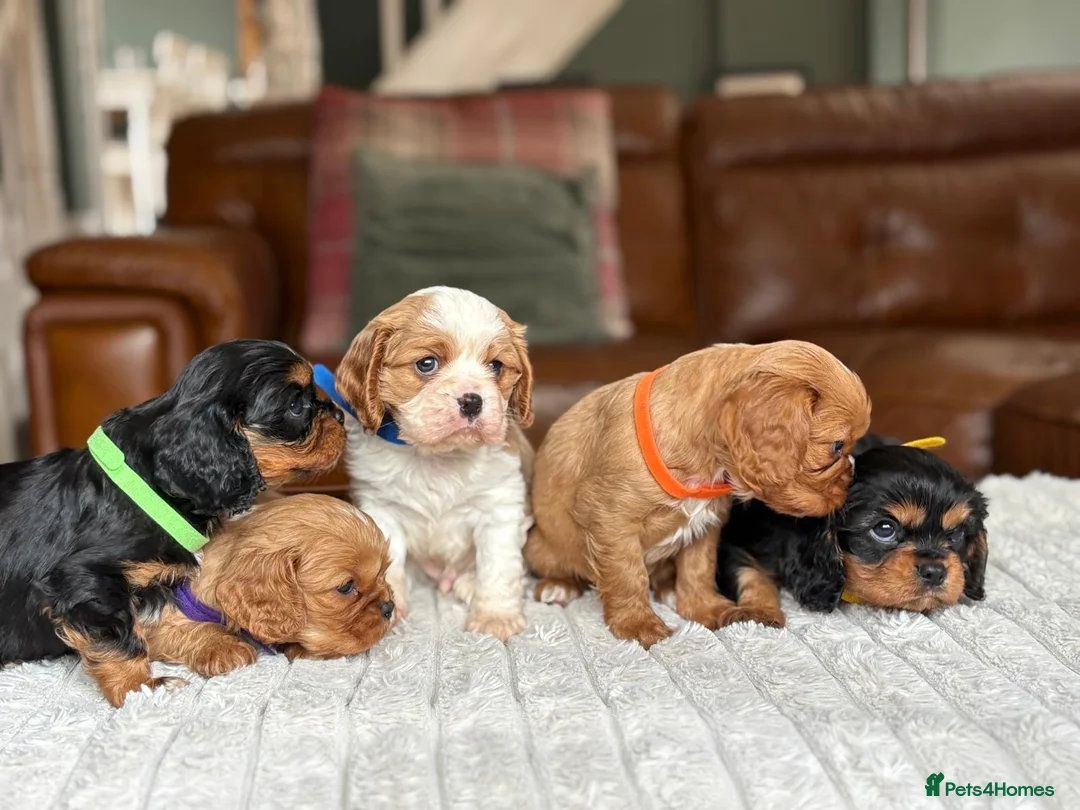 Cavalier King Charles Spaniel dogs for stud: Cavalier stud  - Advert 8