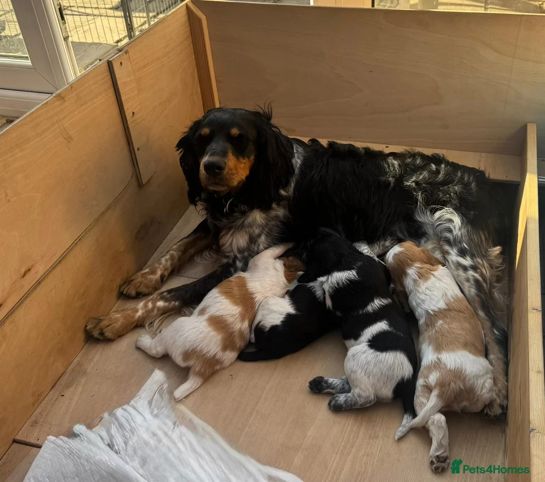 Brittany Spaniel dogs for sale: Stunning Brittany Spaniel - Advert 1