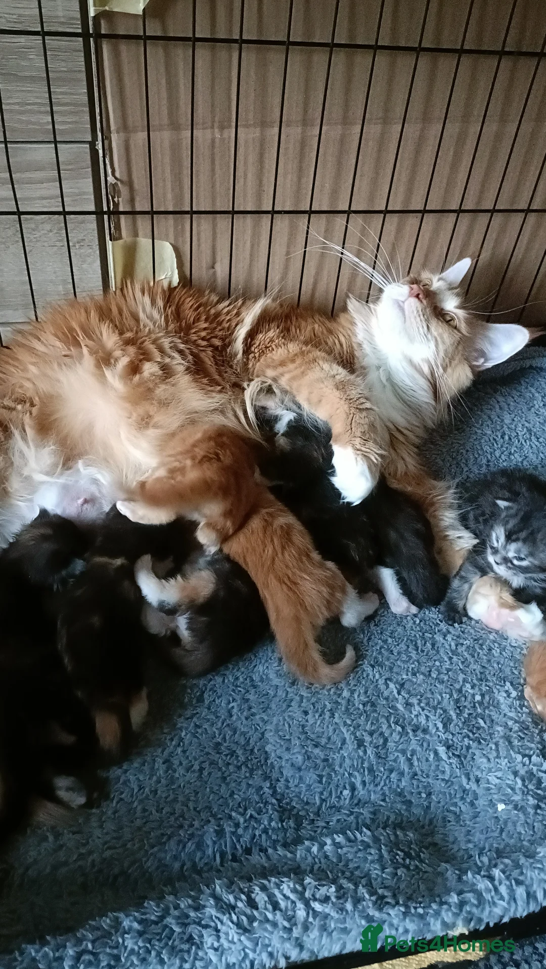 Maine Coon cats for sale: 😻😻😻Adorable fluffy Maine Coon kittens 😻😻😻 - Advert 31