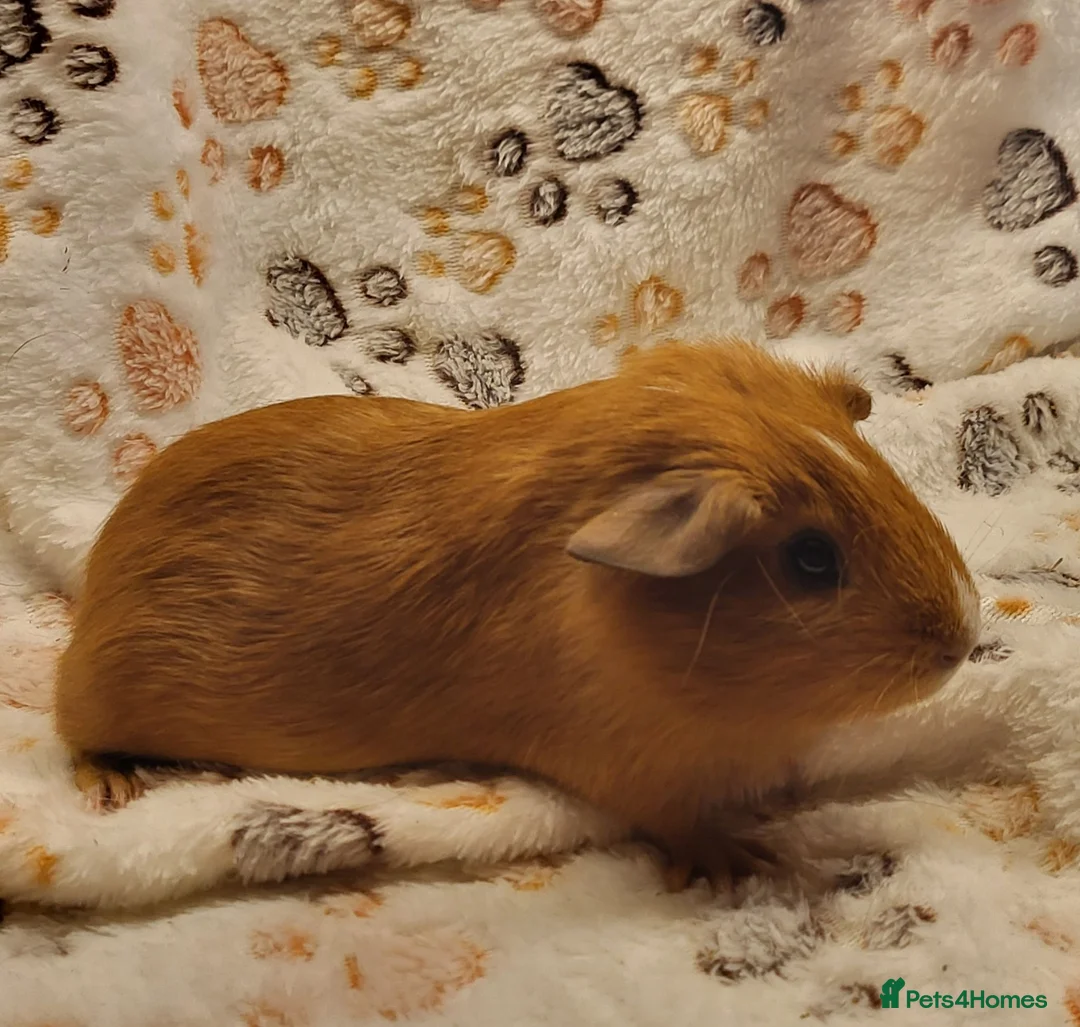 Guinea Pig rodents for sale: Sisters  - Advert 4