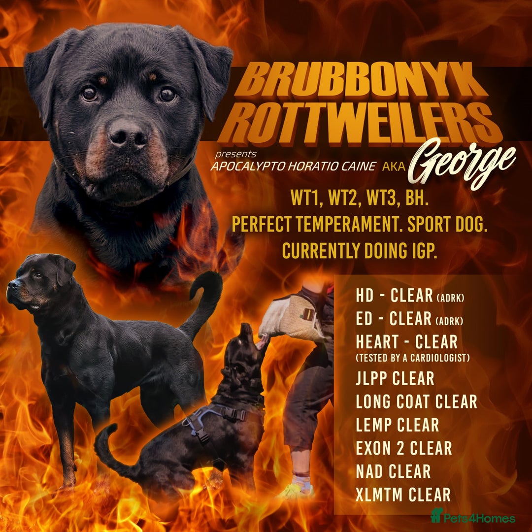 Rottweiler dogs for sale: KC Registered Rottweiler Puppies excellent lineage - Image 22