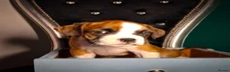 Mixed Breed dogs for sale: 7 Boxer puppys for sale  - Advert 9