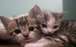 British Shorthair cats for sale: 4 kittens for sale: 3 girls 1 boy mixed coats  - Image 20