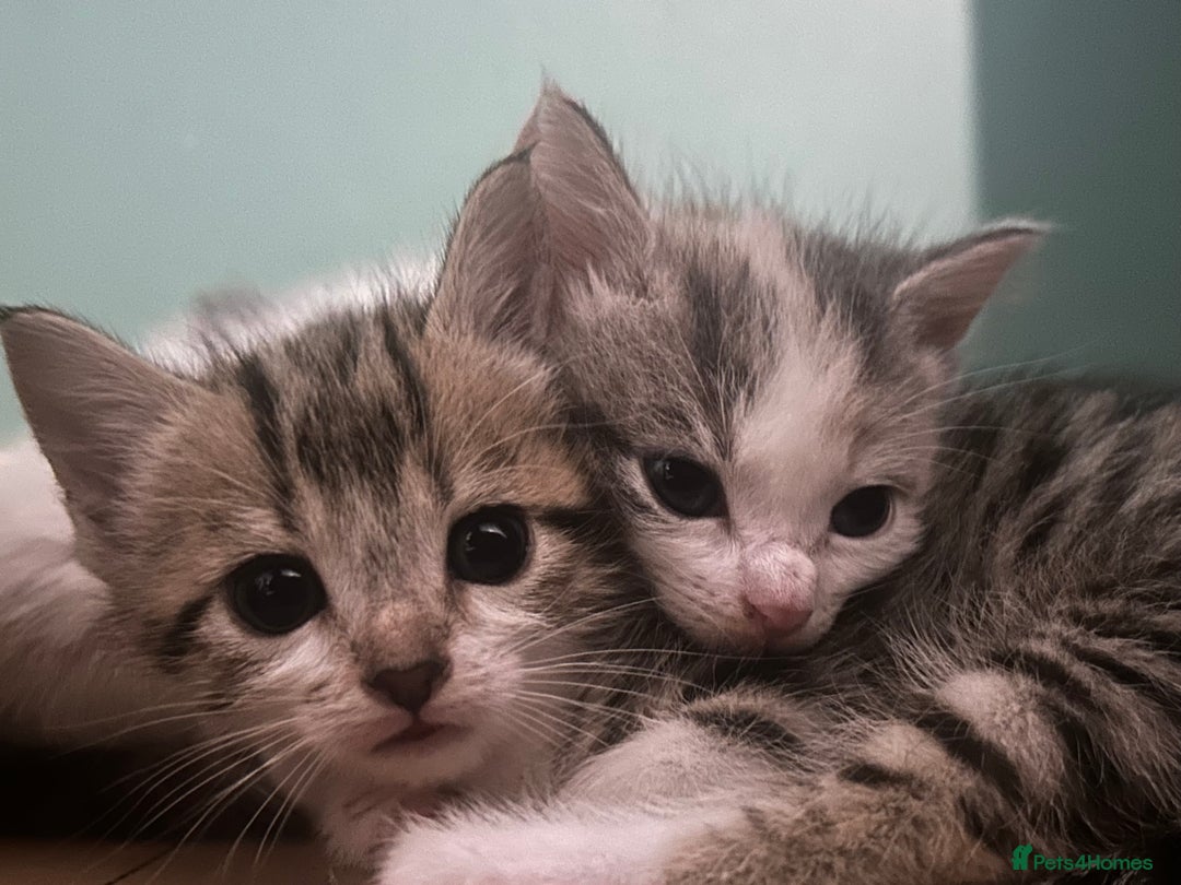 British Shorthair cats for sale: 4 kittens for sale: 3 girls 1 boy mixed coats  - Image 20