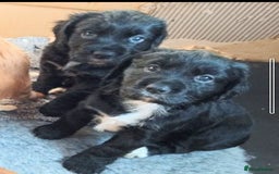 Cockerdor dogs for sale: Cockerdor puppies  - Advert 1