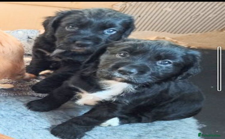 Cockerdor dogs Cockerdor puppies  - Advert 3