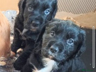 Cockerdor dogs Cockerdor puppies - Advert 1