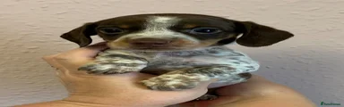 Smudge 