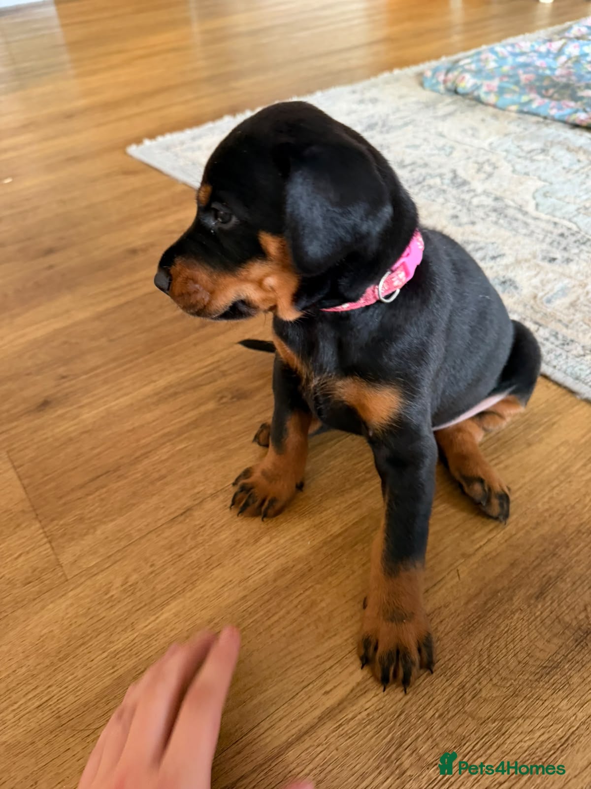 Dobermann dogs KC Registered big and strong Doberman puppies!! - Advert 2