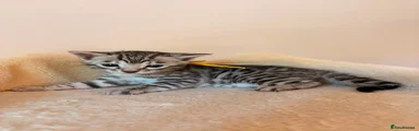 Bengal 4