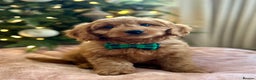 Goldendoodle dogs for sale: F1b Mini Goldendoodles - DNA/health tested - Advert 2
