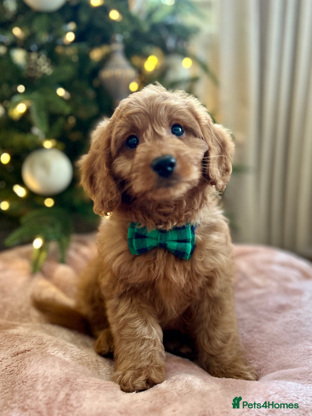 Goldendoodle dogs for sale: F1b Mini Goldendoodles - DNA/health tested - Advert 2
