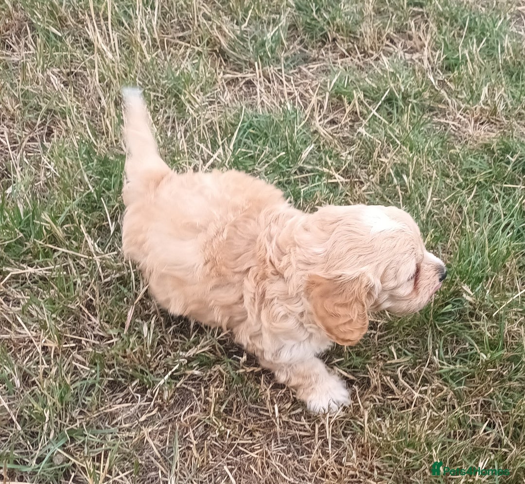 Jackapoo dogs for sale: Adorable Fluffy Jack-A-Poo Puppies for Sale - Image 4