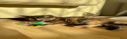 Mixed Breed cats for sale: 4 Fluffy kittens are ready to go  - Advert 2