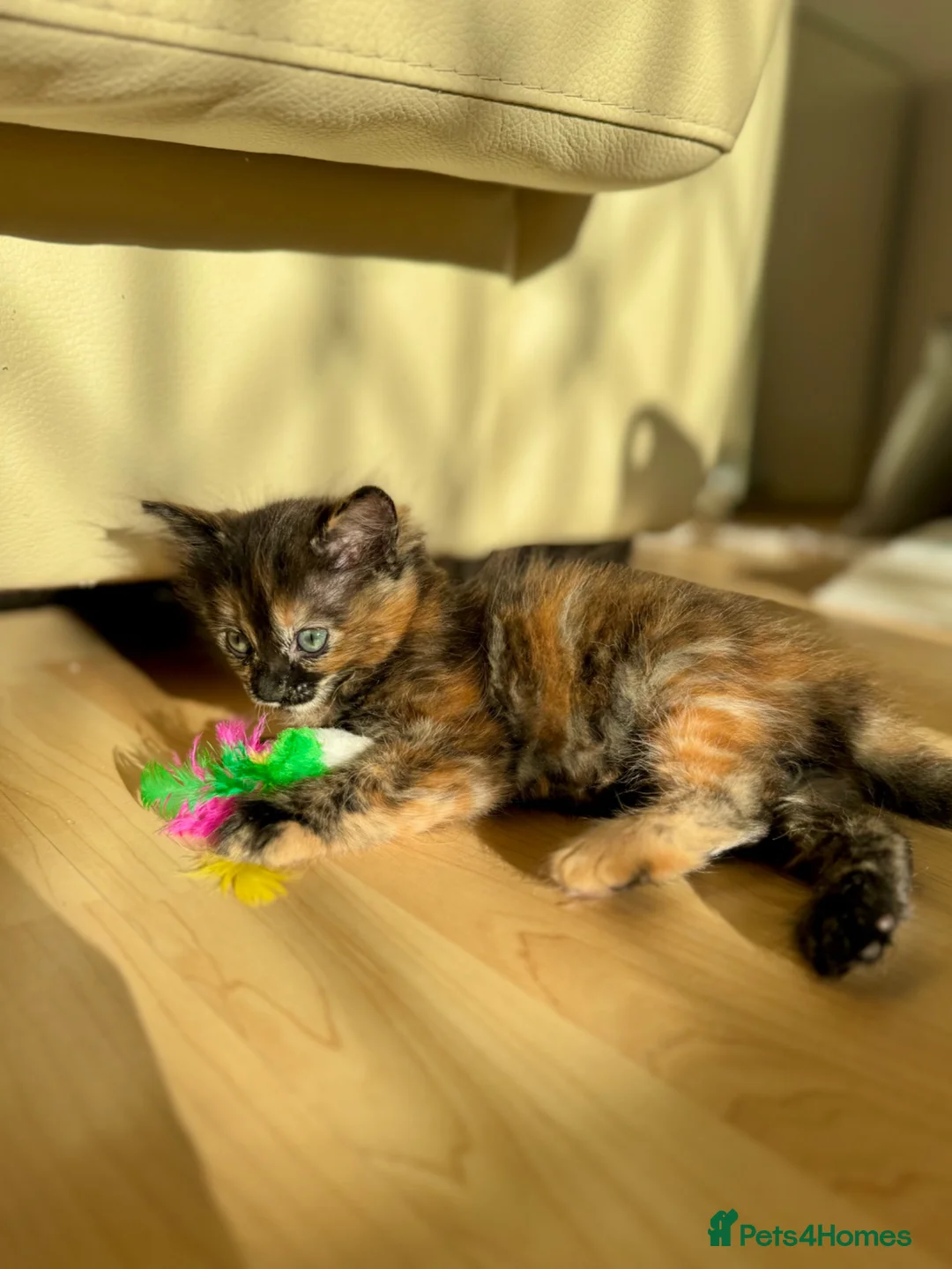 Mixed Breed cats for sale: 4 Fluffy kittens are ready to go  - Advert 2