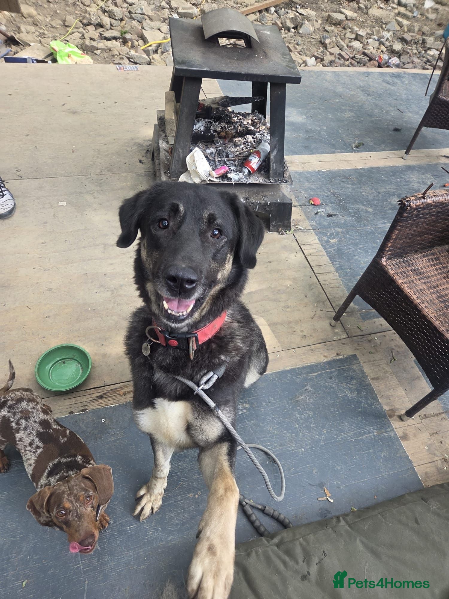 Mixed Breed dogs Shepard mix looking for her forever home  - Advert 1