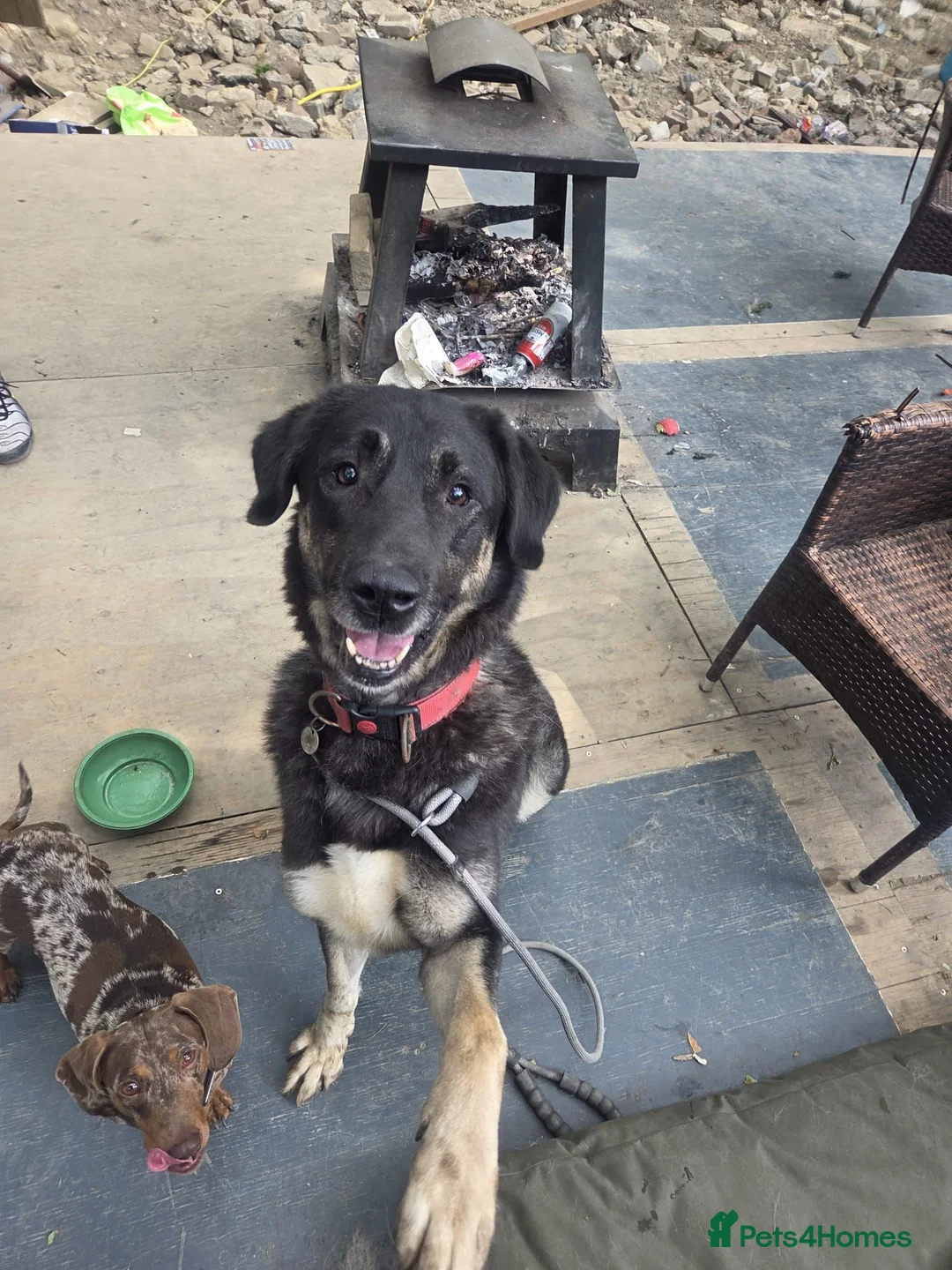Mixed Breed dogs for sale: Shepard mix looking for her forever home  - Advert 1