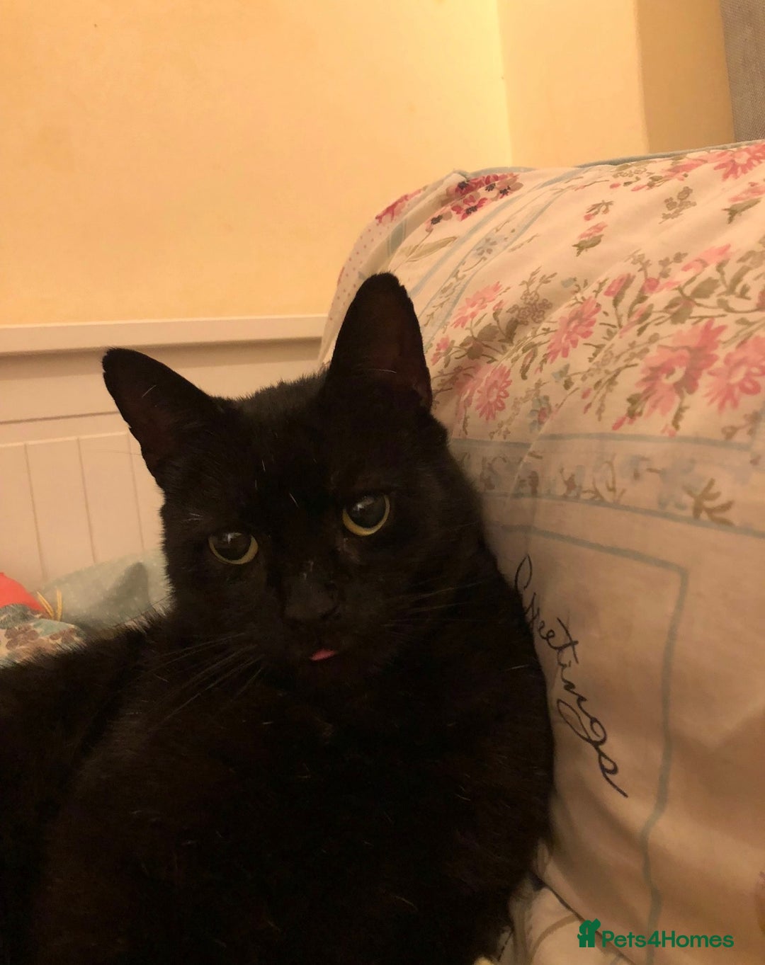 British Shorthair cats for sale: Gentle, Chatty Toby Needs a New Family to Love - Advert 4