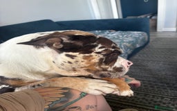 Olde English Bulldogge dogs for stud: Stud ready for female - Image 4