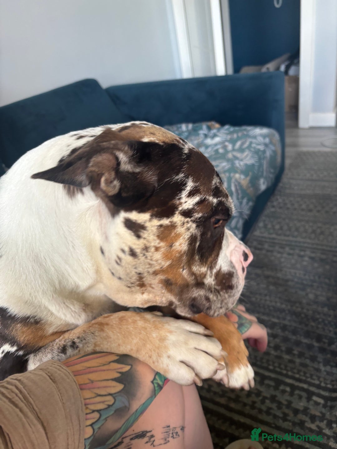 Olde English Bulldogge dogs for stud: Stud ready for female - Image 4