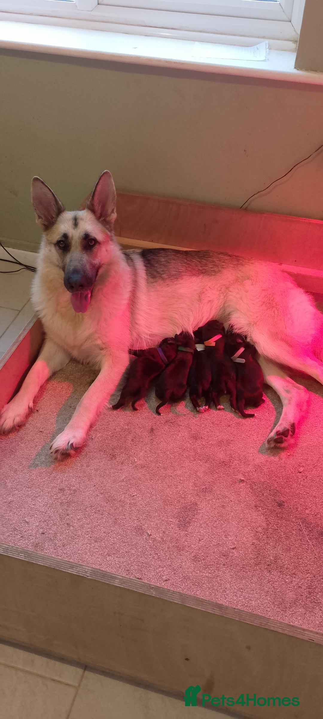 Mixed Breed dogs for sale:  German Shepherd × Dalmatian Puppies  - Advert 1