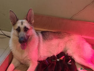 Mixed Breed dogs German Shepherd × Dalmatian Puppies - Advert 2