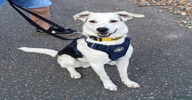 Mixed Breed dogs - Advert 11