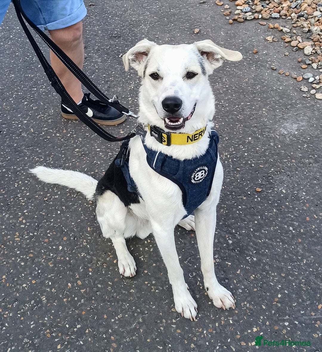 Mixed Breed dogs for adoption: 11 Month Old George is looking for a new home - Image 2