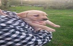 Labrador Retriever dogs for sale: Labrador puppies looking for 5* homes - Image 19