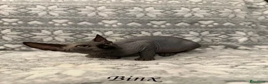 Binx 