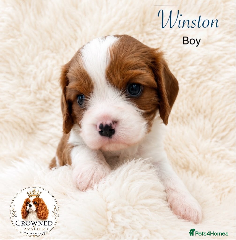 Cavalier King Charles Spaniel dogs Beautiful Cavalier King Charles Pups - Advert 1